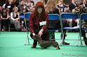 Crufts2011_2 1136